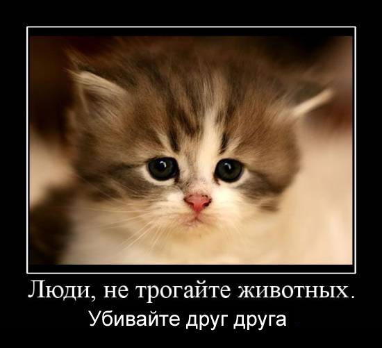 http://cs5694.vkontakte.ru/u925488/100277088/x_07e923cf.jpg